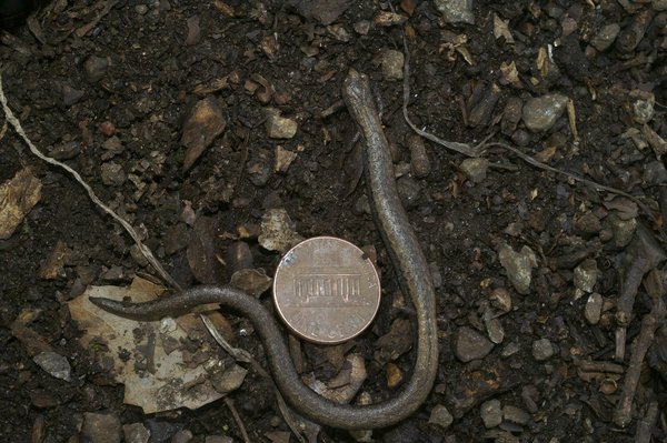 Le tacle dans les autres sports : comparaison